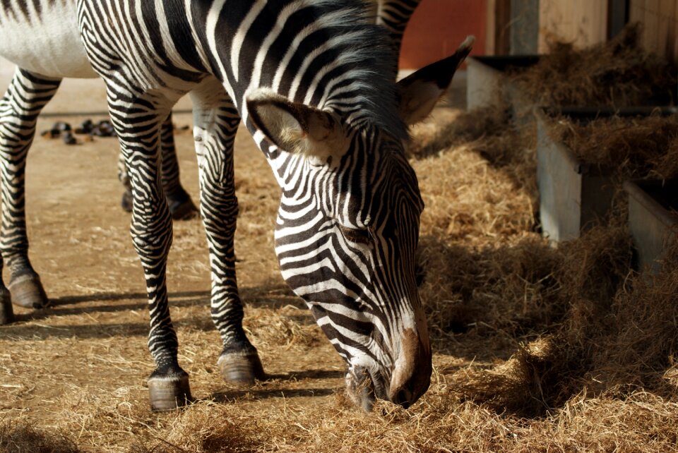 Zoo animals africa portrait photo