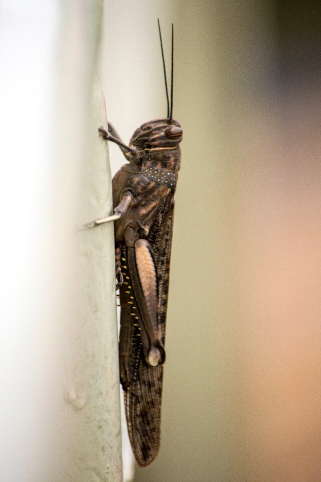 Grasshopper animal