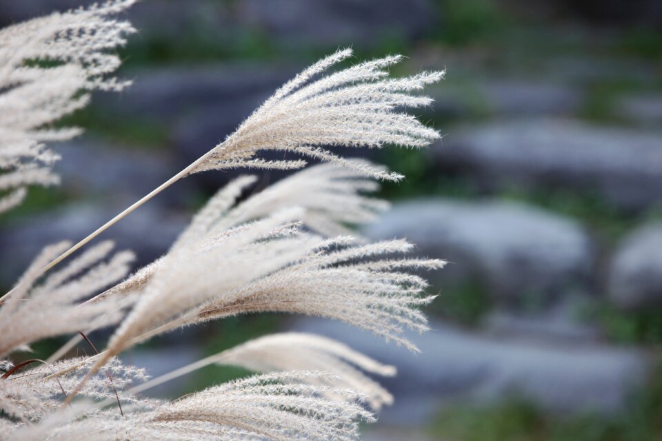 Common reed dry silage
