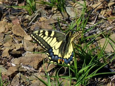 Machaon butterfly queen butterfly