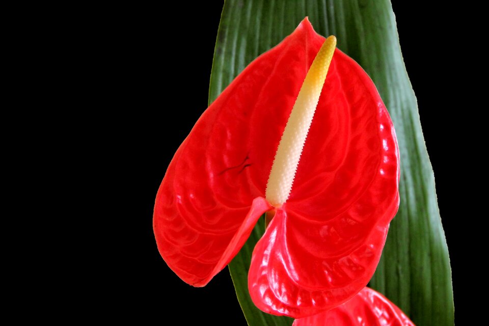 Blossom bloom red