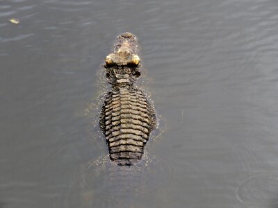 Animals cuban crocodile awe