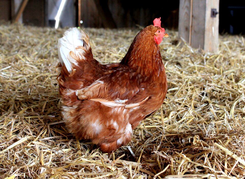 Chicken animal poultry