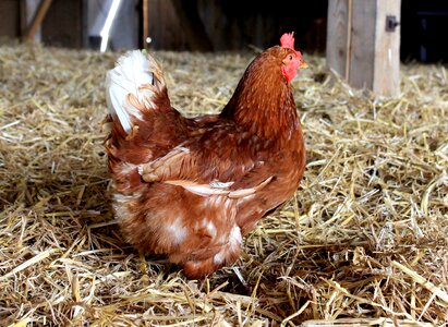 Chicken animal poultry