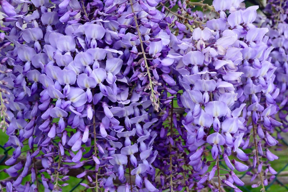 Blossom bloom purple photo