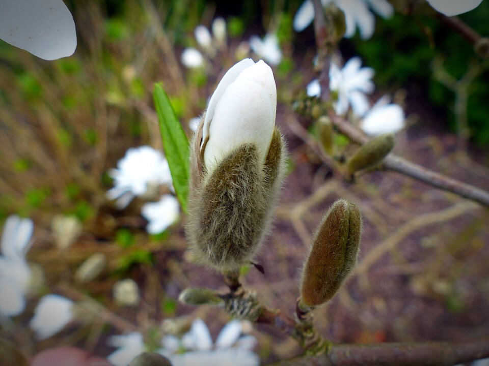 Flower blossom bloom