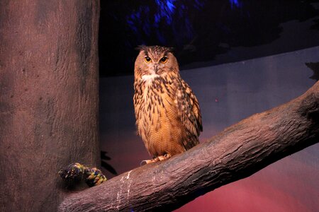 Zoo bird