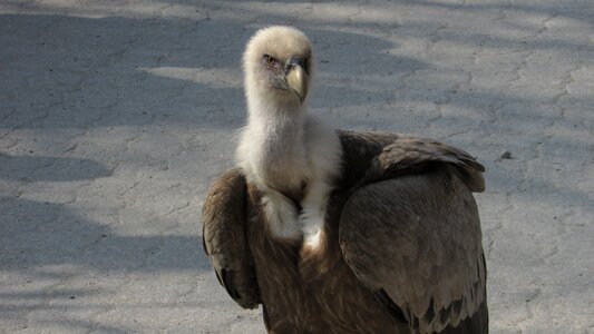 Close up head bird of prey photo