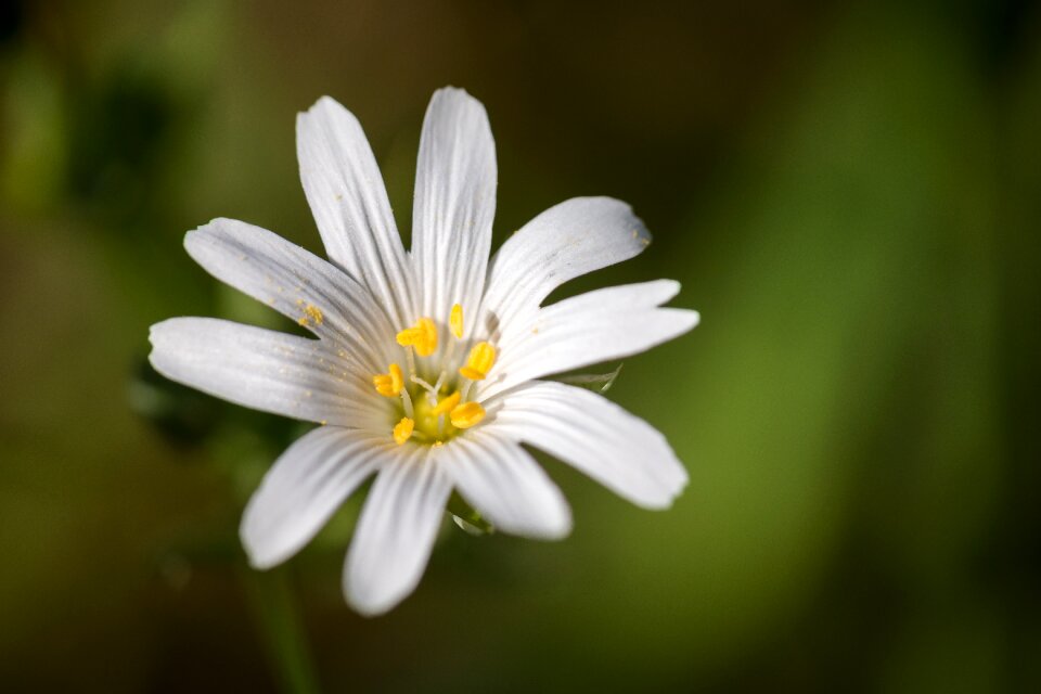 Bloom white petals