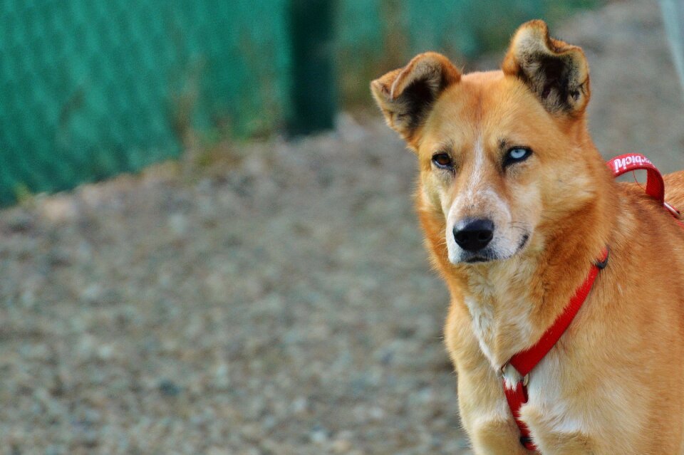 Pet brown good aiderbichl