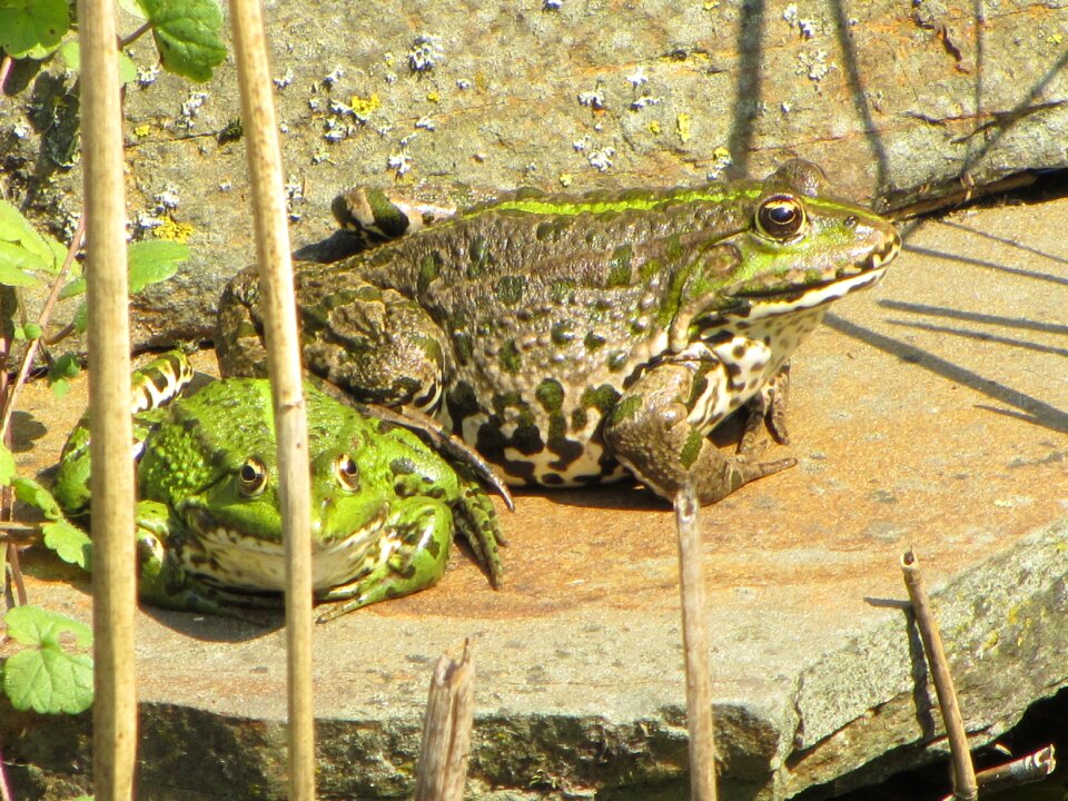Frog amphibian animal
