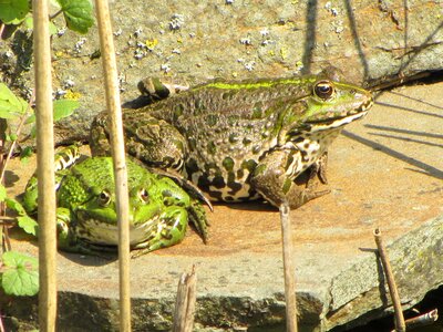 Frog amphibian animal