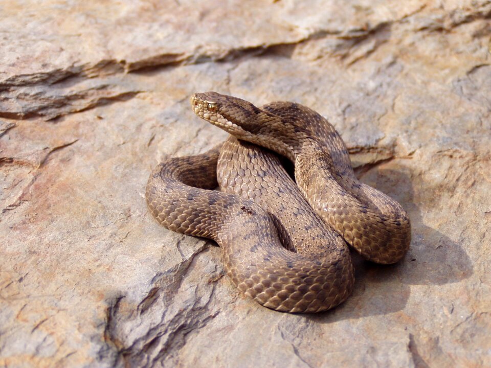Nature animals fauna