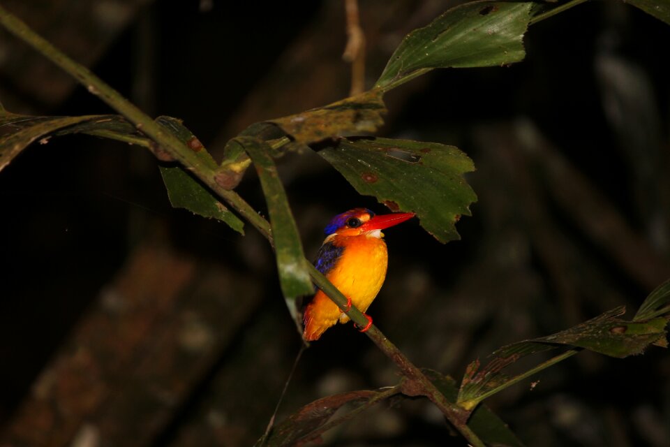 Foliage colourful birds
