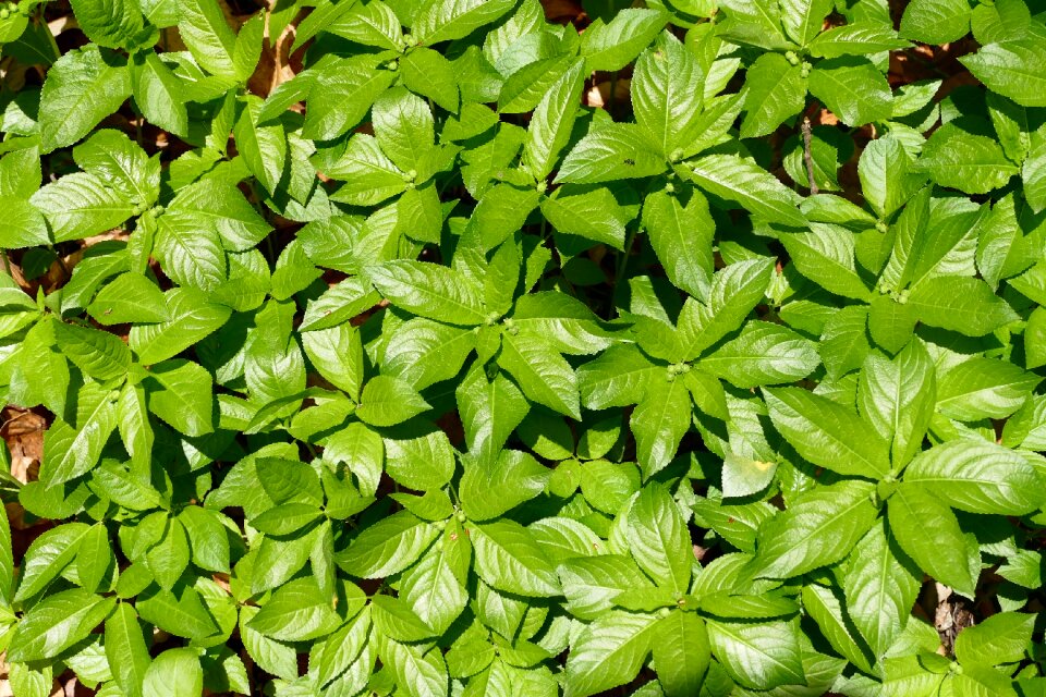 Plant true leaves summer