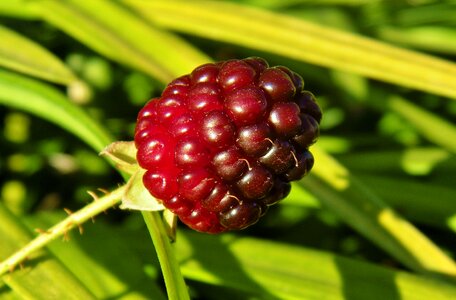 Blackberries close up unripe