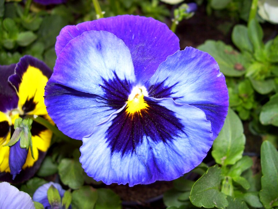 Spring garden plant