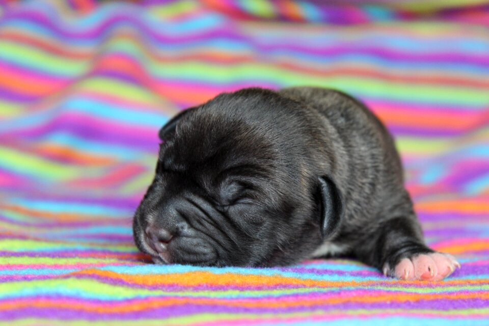 Newborn little cute