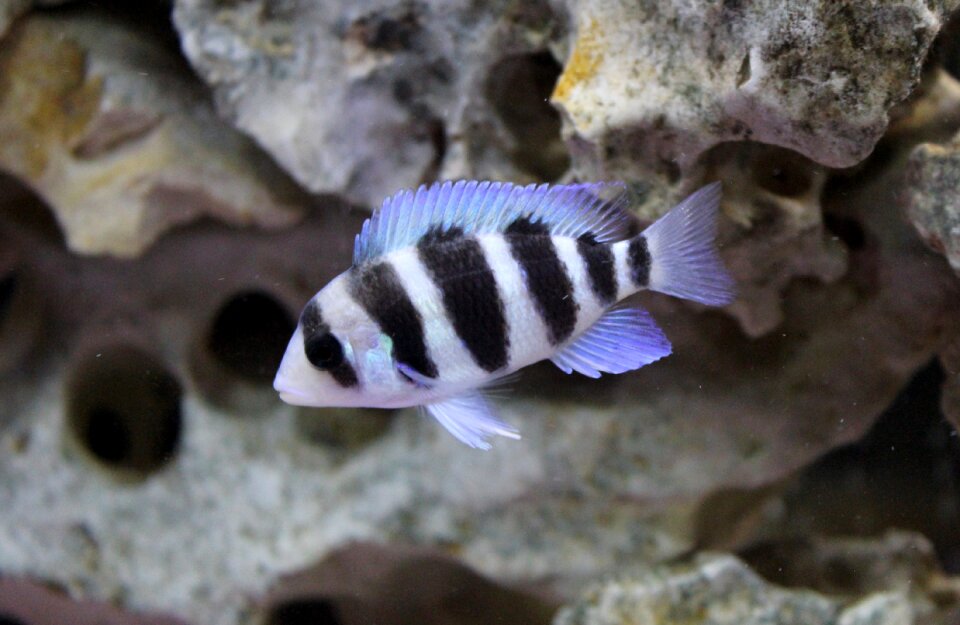 Cichlid tanganyikan
