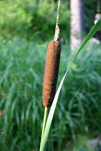 Cattail swamp nature