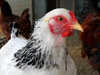 Animal chicken hen photo