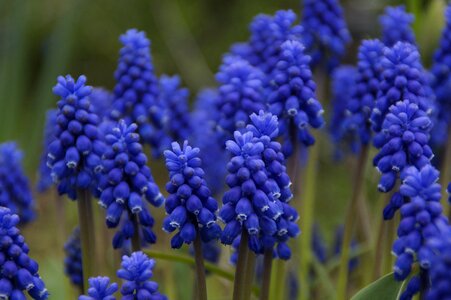 Flower plant blue photo