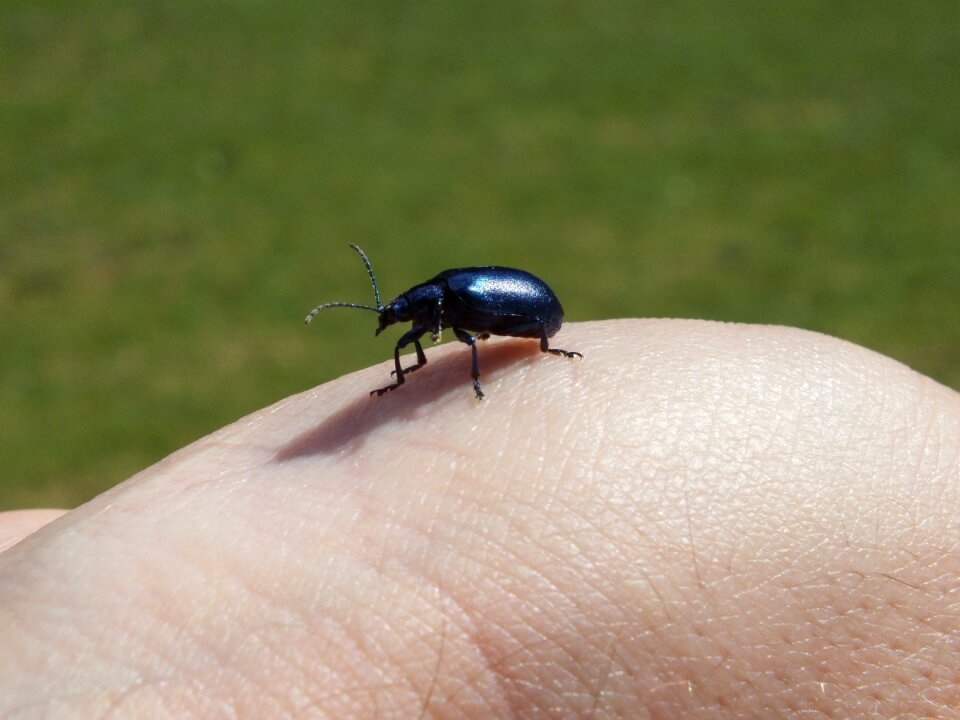 Insect nature close up