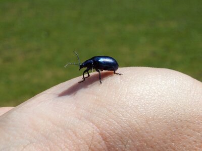 Insect nature close up