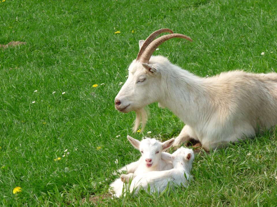 Goats kid domestic goat