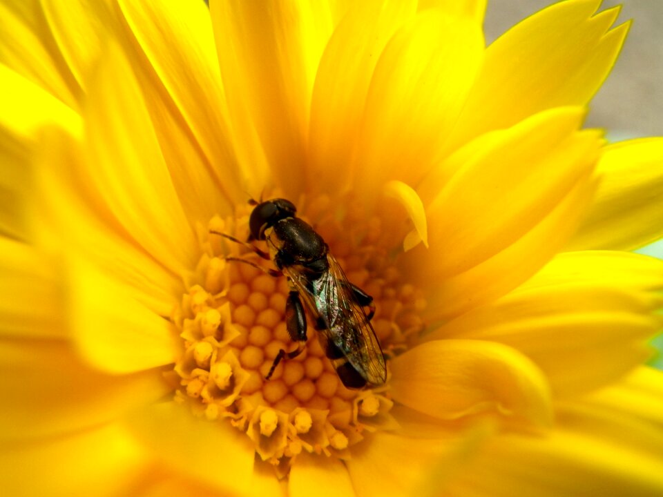 Insect flower yellow
