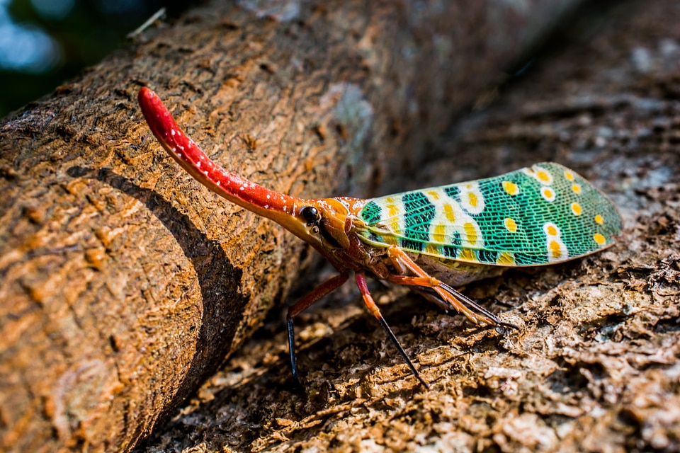 Fulgoromorpha proboscis long