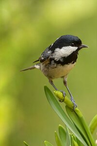 Bird garden foraging