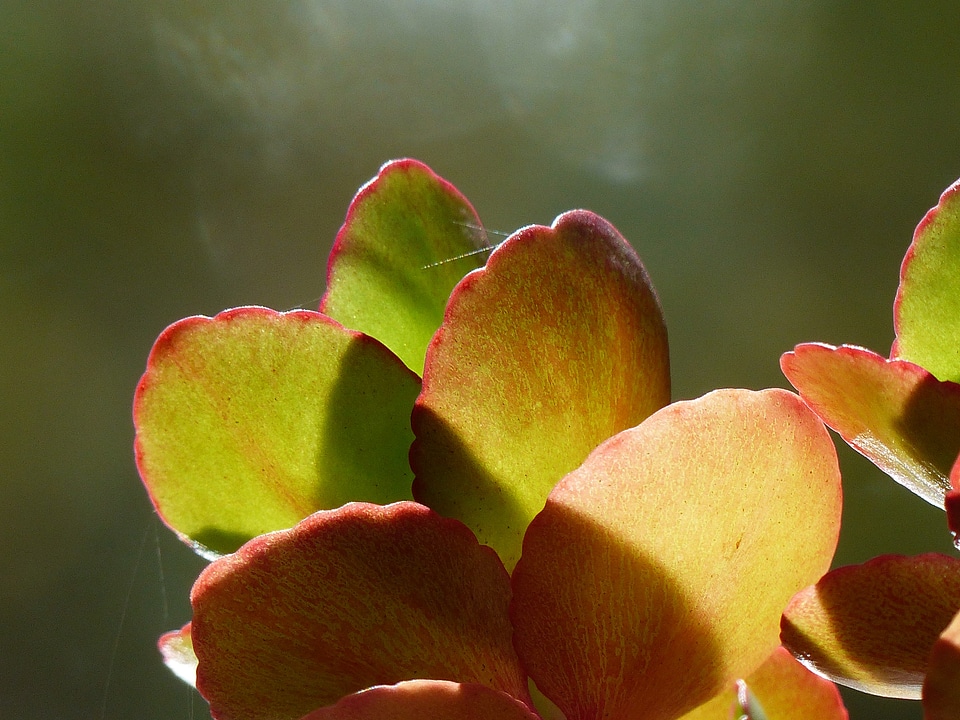 Room plants back light sun light