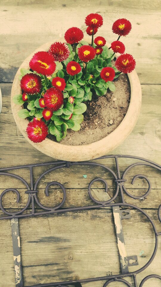 Garden plant a garden plant
