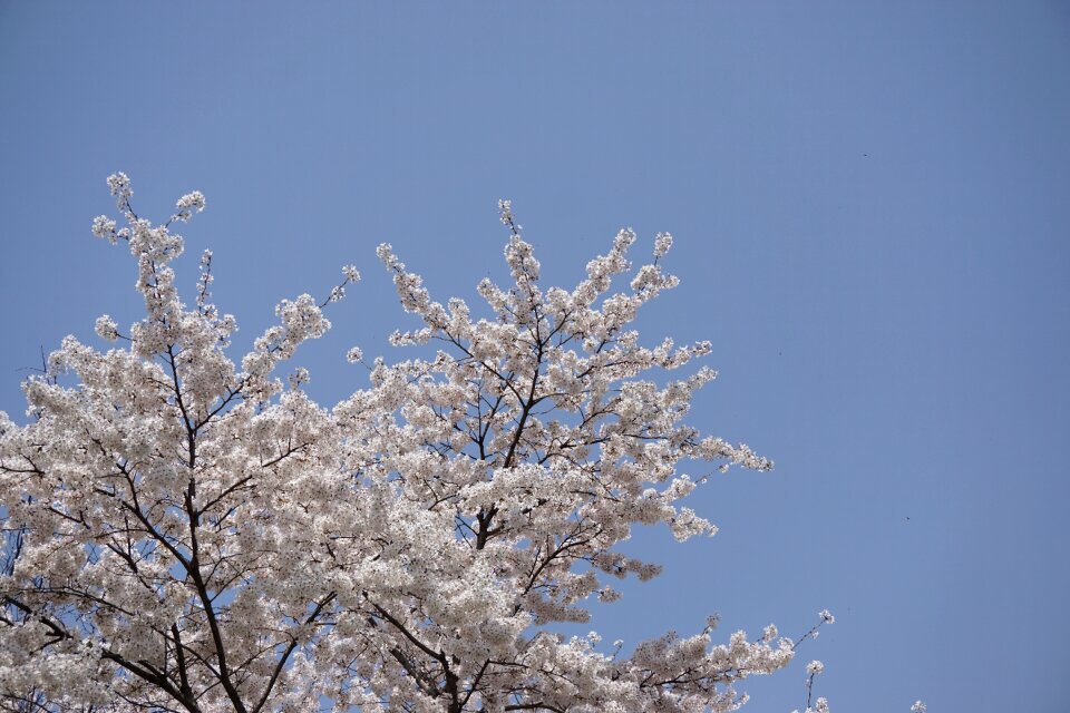 Sakura sky blue sky