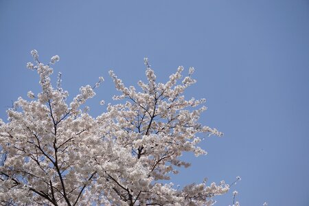 Sakura sky blue sky photo