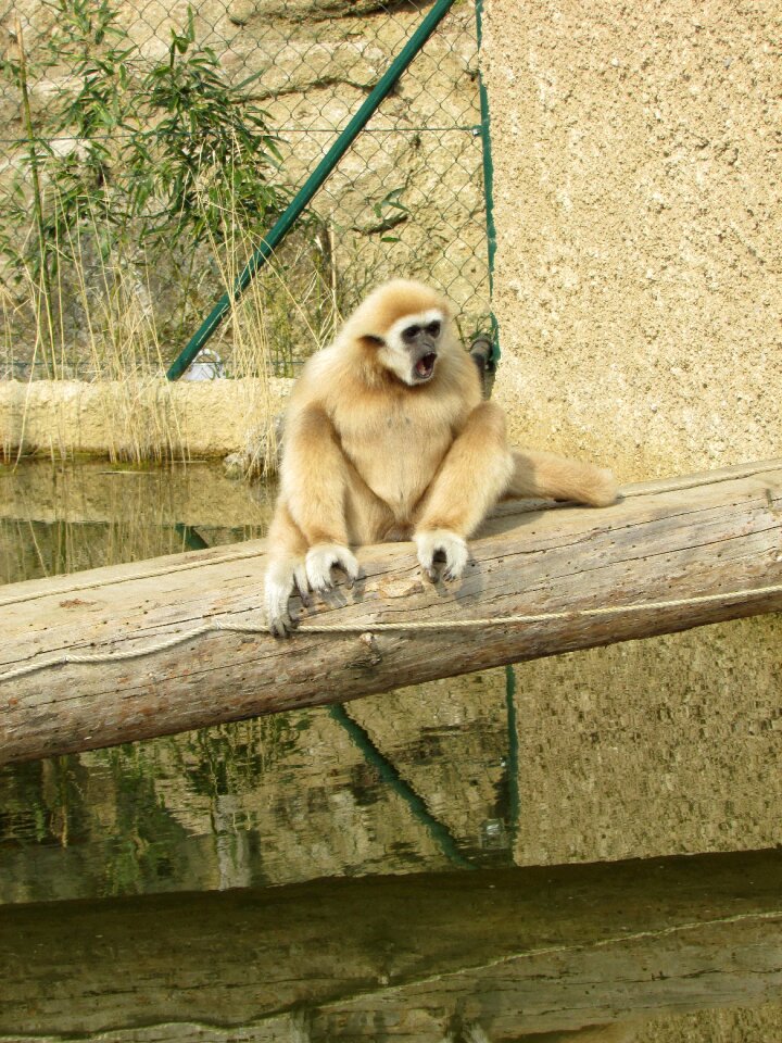 Animal world nature tiergarten