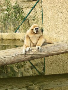 Animal world nature tiergarten