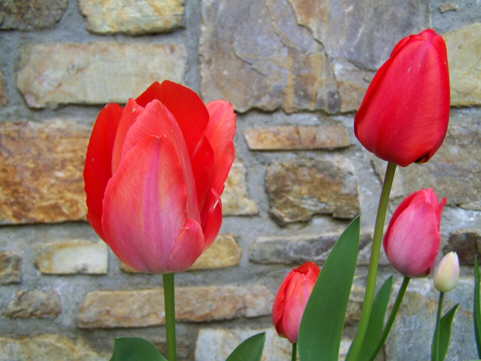 Tulips red spring flower