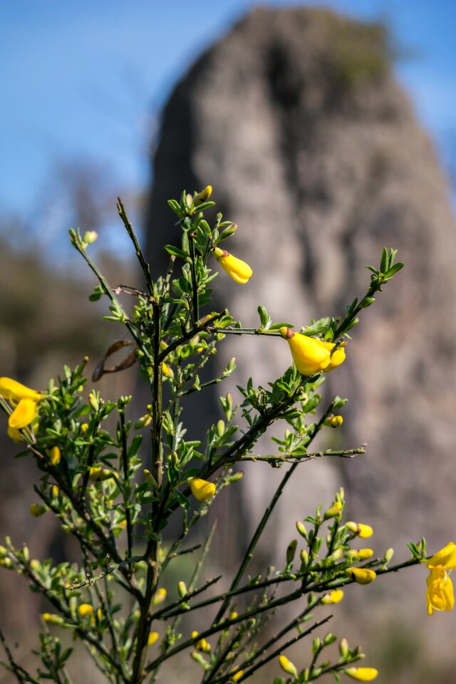 Yellow spring blossom
