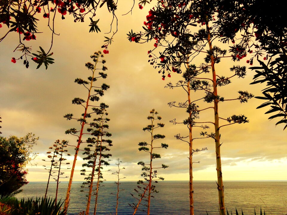 Agave abendstimmung plant
