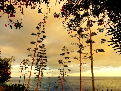 Agave abendstimmung plant