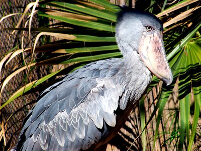 Captivity bird zoo