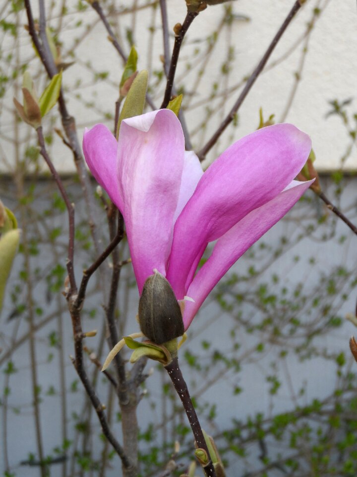 Pink grow plant