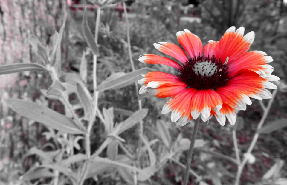Red flower plant