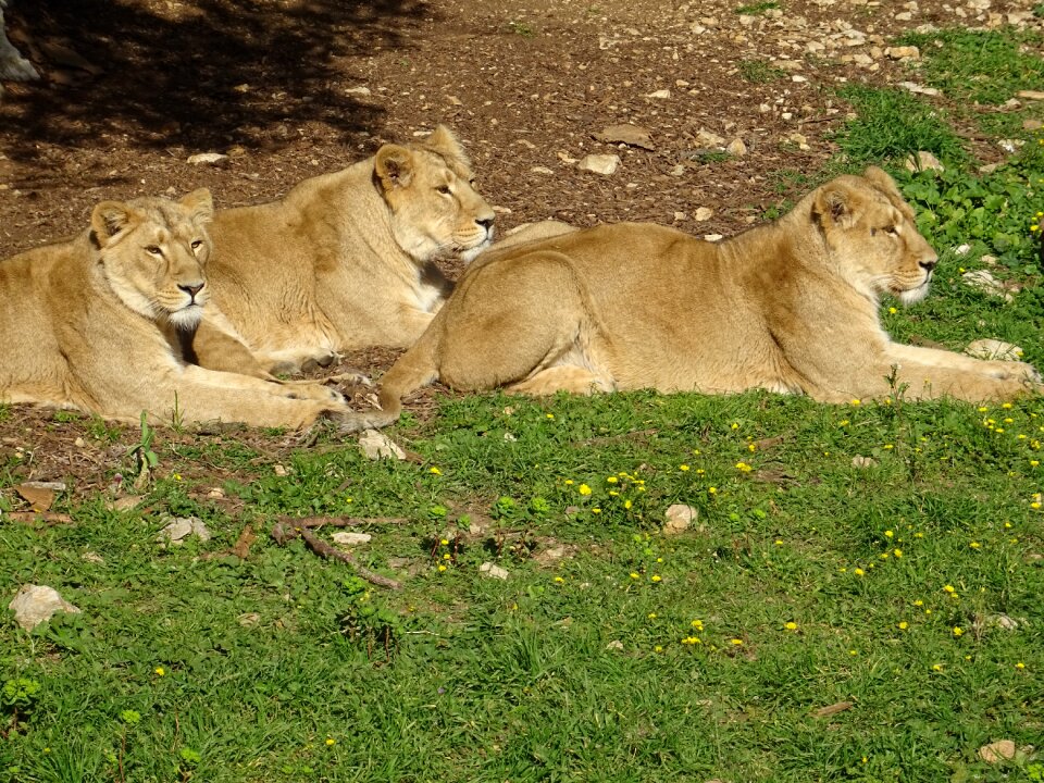 Africa animal animals