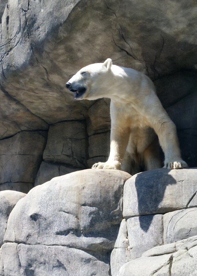 Rock animal bear photo