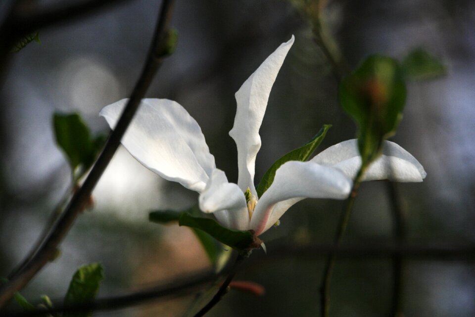 Spring flowers jeonju innovation city jeonbuk korea