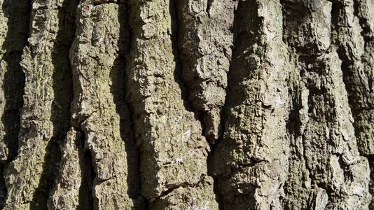 Nature structure tribe