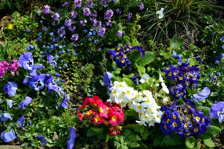 Garden composition nature